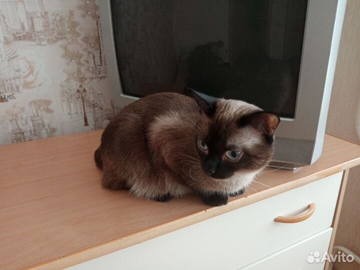 Кот в добрые руки