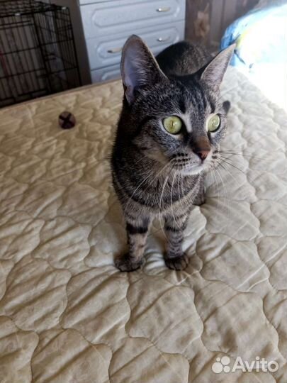 Кошка - спокоëшка