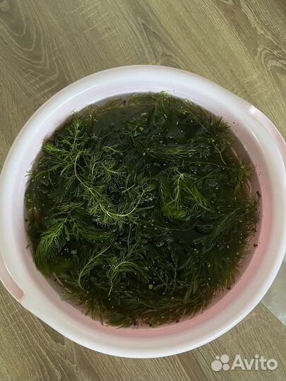 Водоросли для аквариума