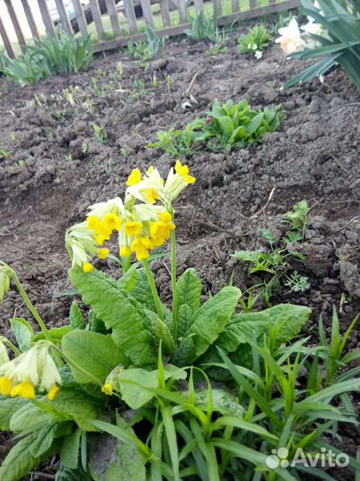 Многолетние цветы