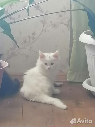 Котята мейн-кун