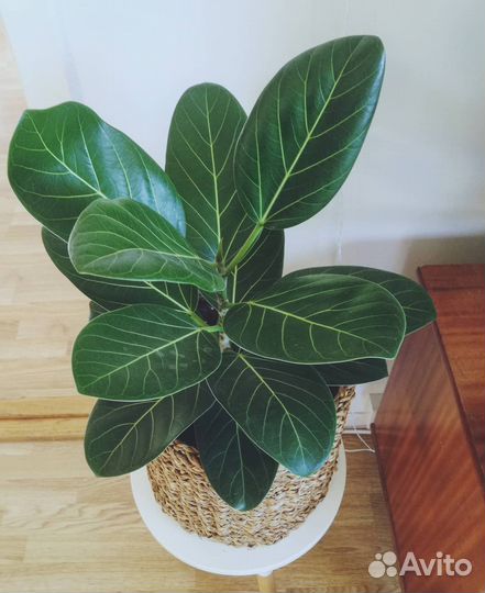 Фикус Андрей (Андрэ) детки