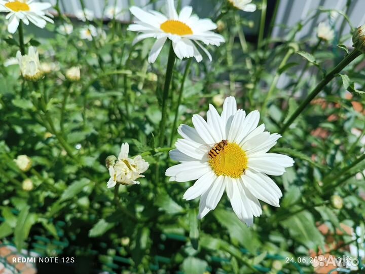 Ирис и ромашка кусты