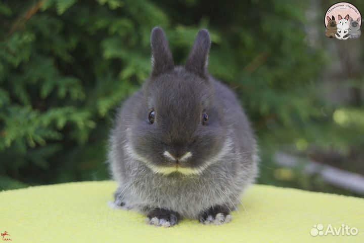 Нидерландский карликовый кролик