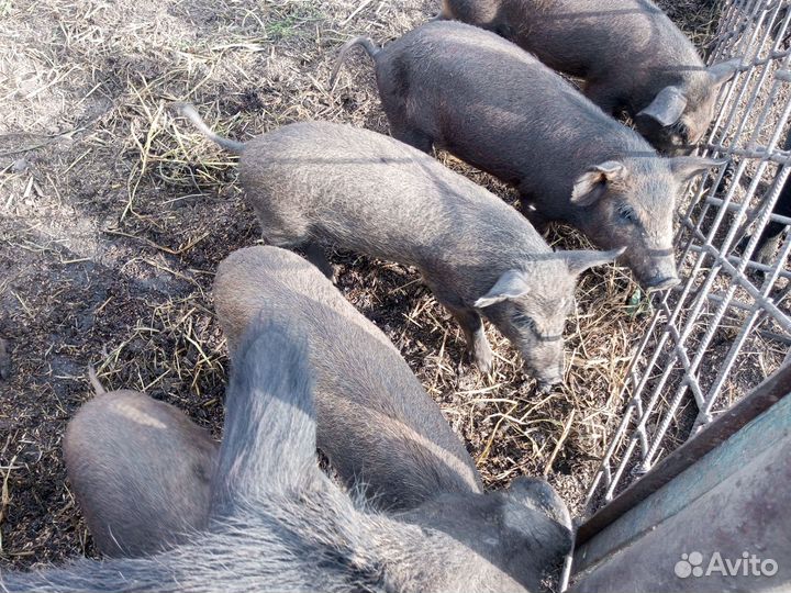 Поросята и хряк