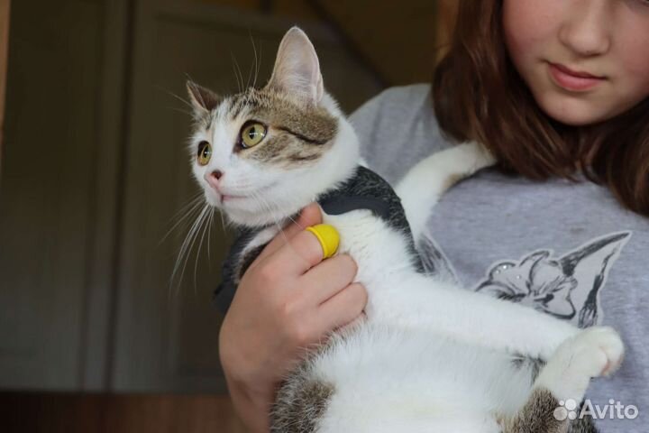 Котёнок 11 месяцев