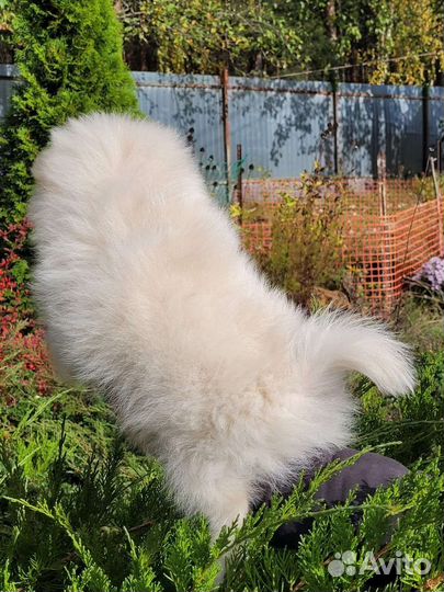 Щенки шпица