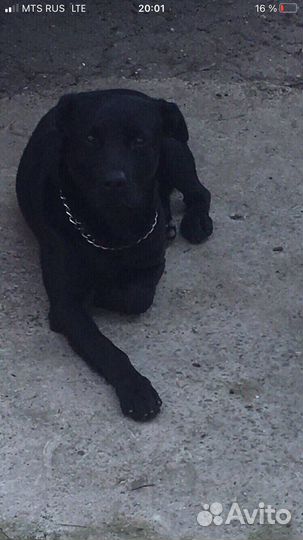 Отдам в добрые руки