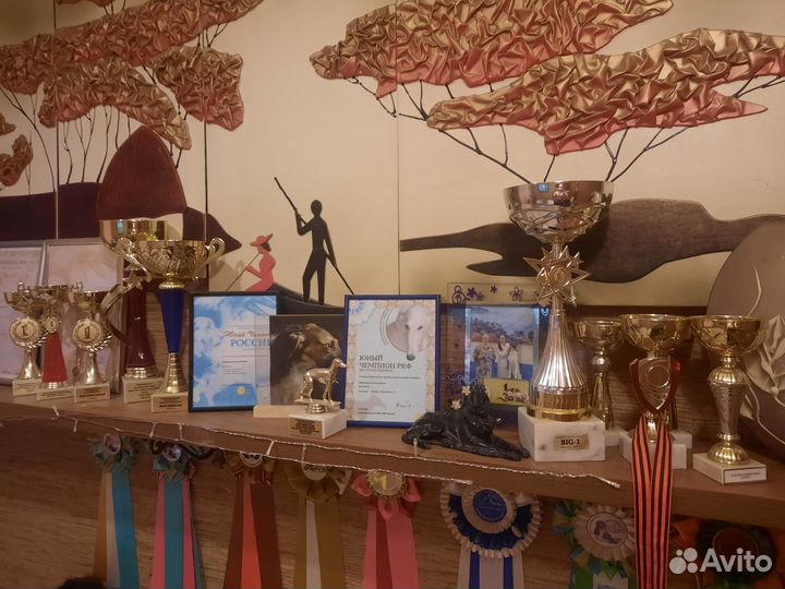 Русская борзая