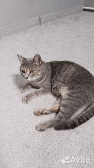 Котенок девочка