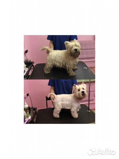 Стрижка собак