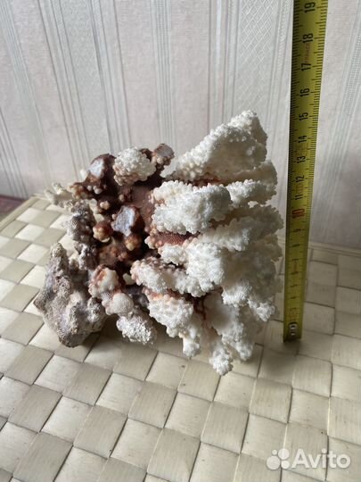 Морские кораллы