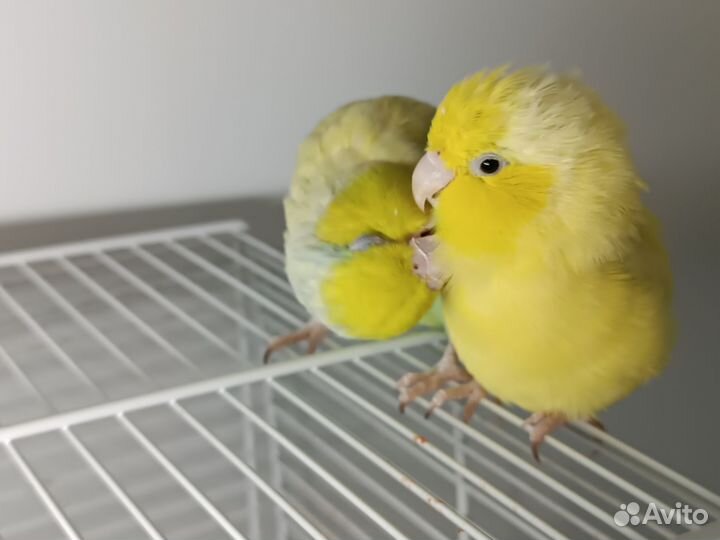 Воробьиные попугаи. Видео внутри