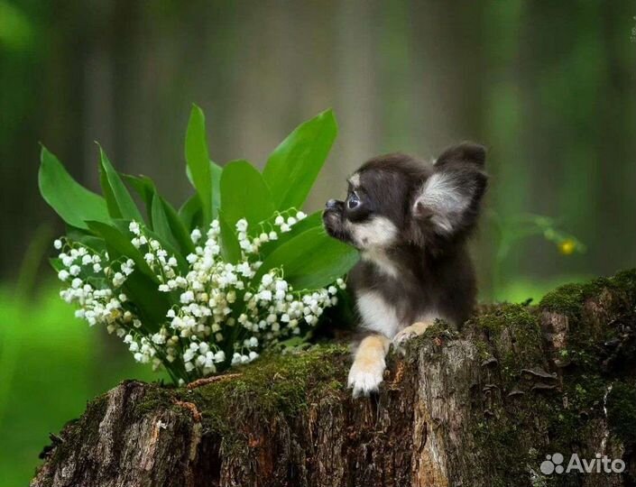 Шикарный мальчик - он такой один