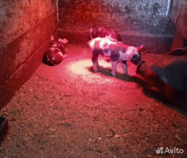 Поросята Дюрок и Пьетрен на племя чистокровные