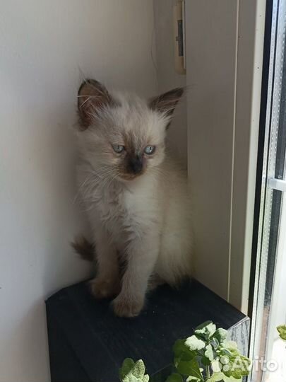 Ищем дом для котенка