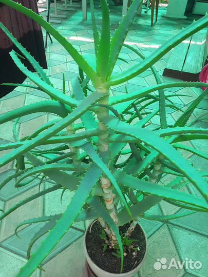 Алоэ столетник от 3 лет