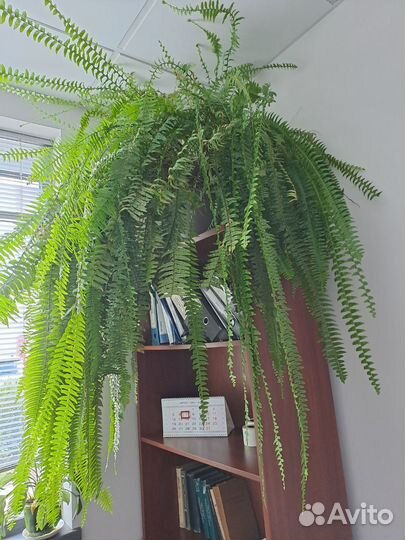 Папоротник