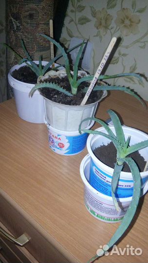 Алоэ столетник