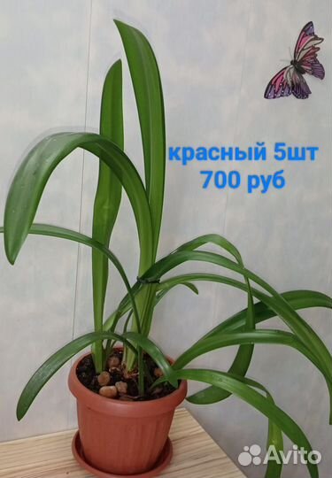 Гиппиаструм, Эухарис, Кливия