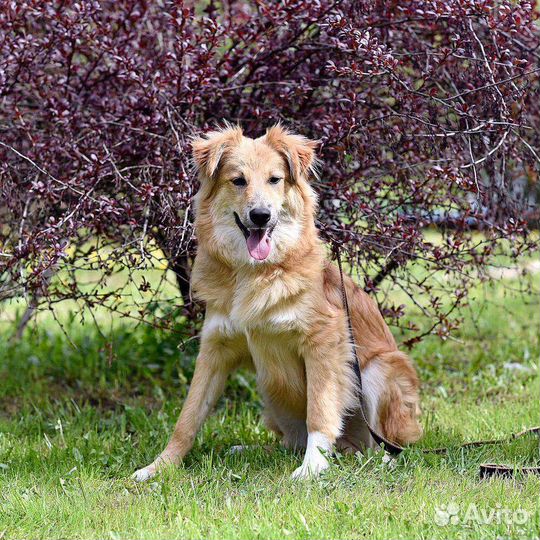 Щенок в дар