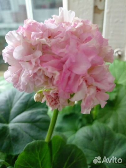 Пеларгония сорт Кomtess