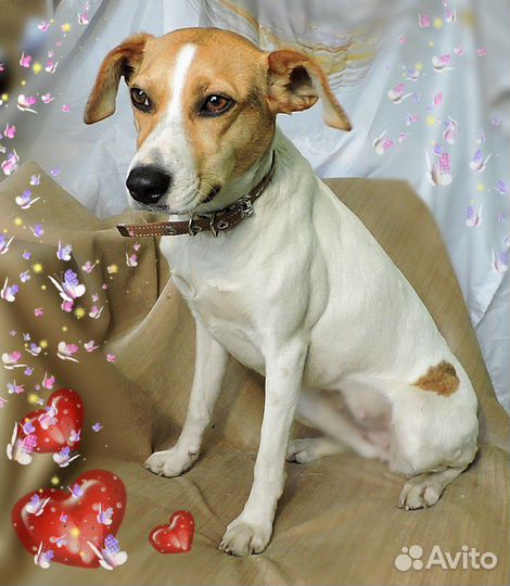 Отдается Парсон Рассел