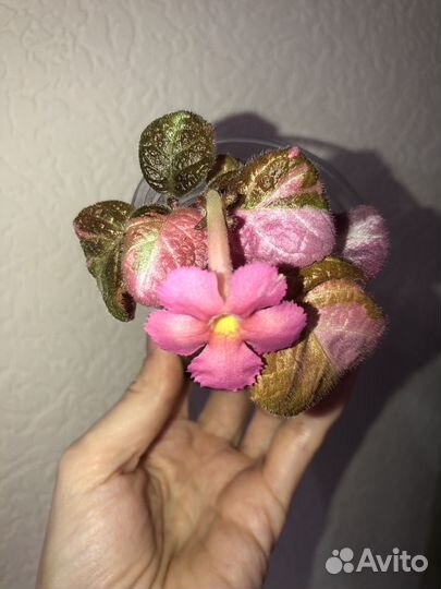 Алоказия Одора аурея (клубни), Эписция ember lace