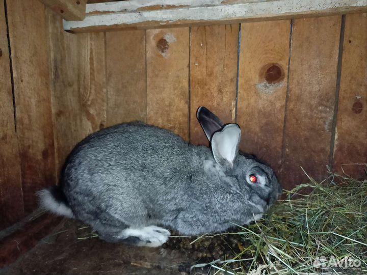 Крол советская шиншилла