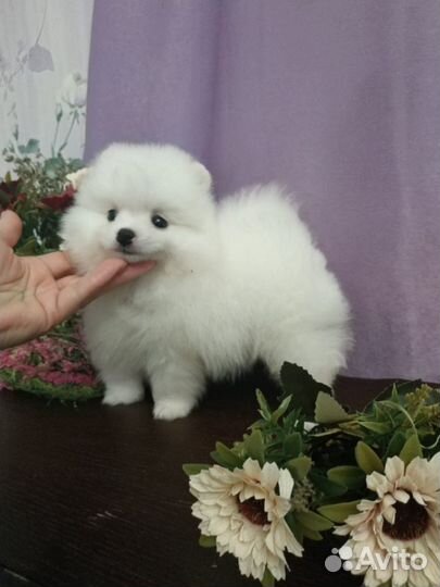 Бело кремовый мишка