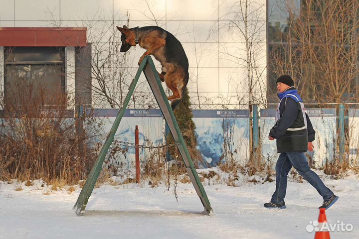 Дрессировка собак. Подготовка к выставкам