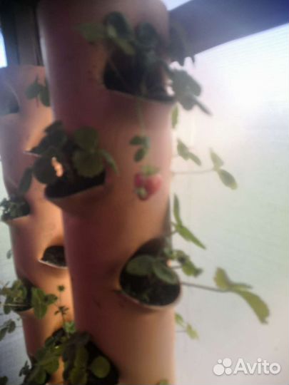 Вертикальная грядка, саженцы клубники