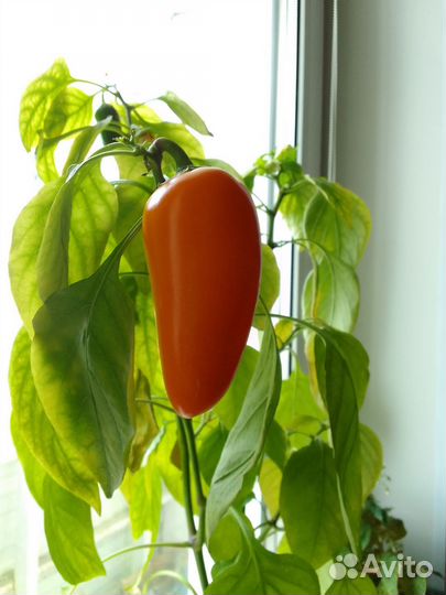 Перец сладкий для балкона, горшка