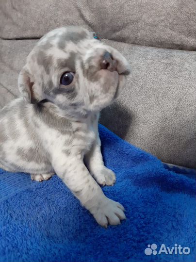 Щенки французского бульдога