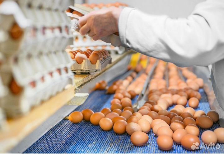 Упаковщик яиц.Вахта.Ленинградская область