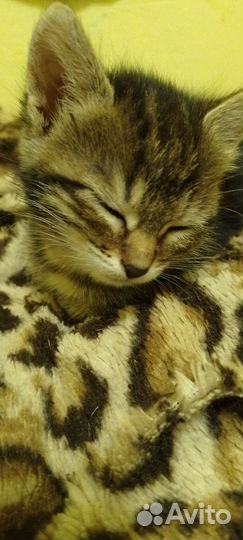 Котенок в дар