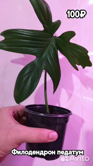 Разные комнатные растения#1