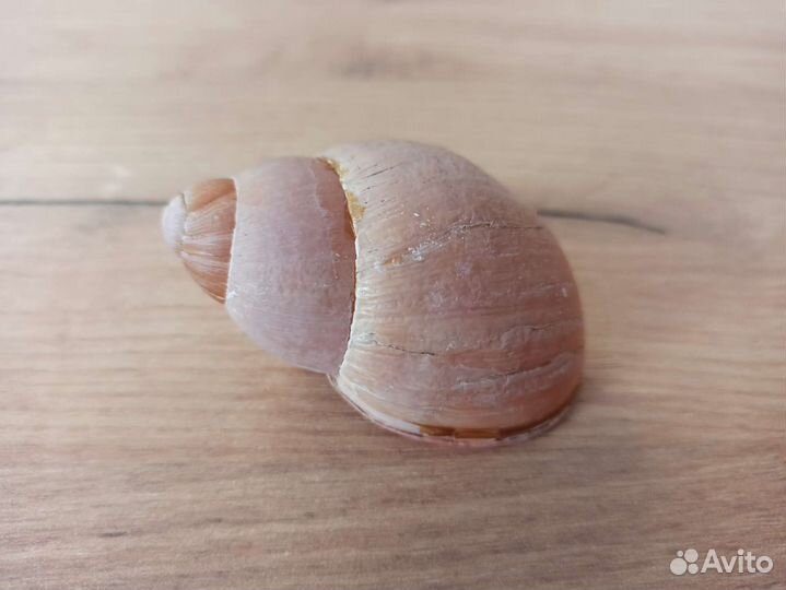 Морская раковина