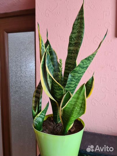 Сансевиерия