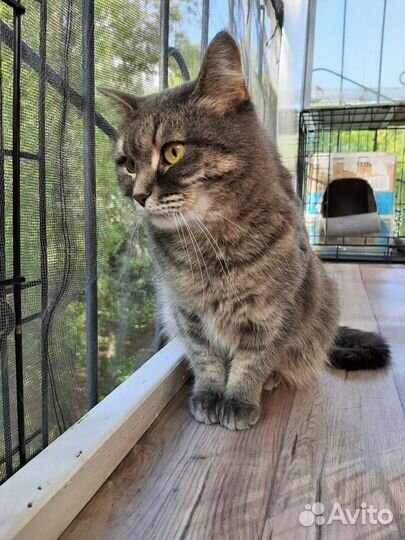 Кошечка молодая ищет дом