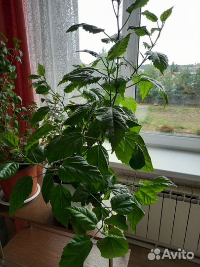 Цветы домашние