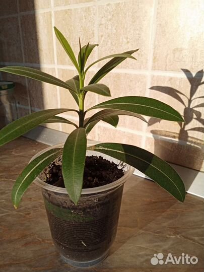 Отросток олеандры