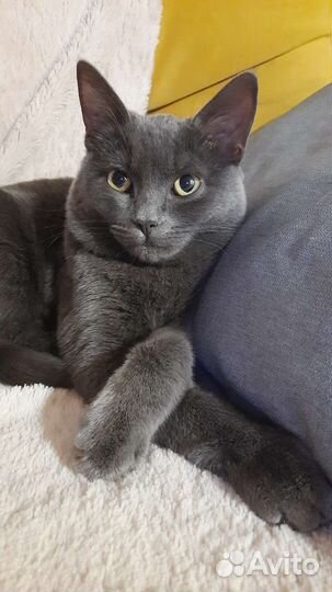 Вязка с котом