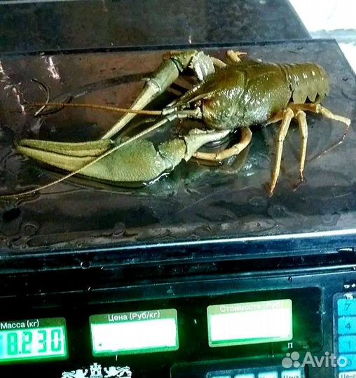 Раки живые и вареные