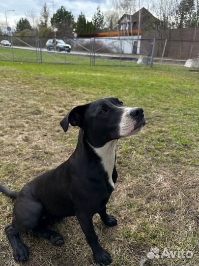 Щенок девочка в добрые руки