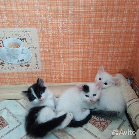 Отдам в добрые руки котенка