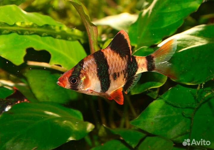 Аквариумные рыбки