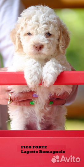 Лаготто романьоло