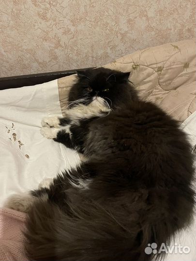 Персидский кот на вязку