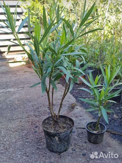 Олеандр зелёные и вариегатный